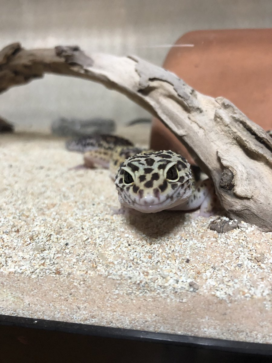 oreo_reopa's tweet photo. 電気付けたら2匹一緒にいた笑 https://t.co/1S5XGgnnFk