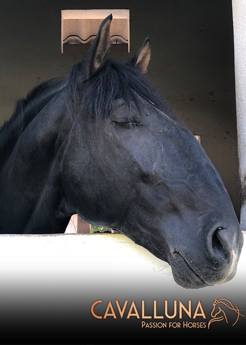 CAVALLUNA's tweet photo. Wir wünschen euch einen guten Start in die Woche! #MontagsBlues We wish you a wonderful start into the new week! #MondayBlues #CAVALLUNA #EQUILA #EQUILALAND #PassionForHorses https://t.co/SGdz809oFT