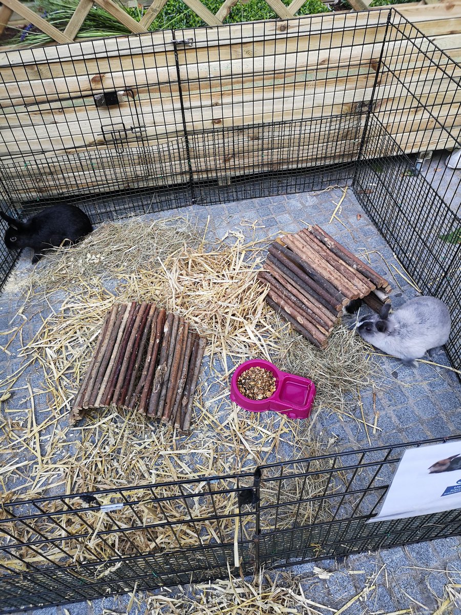 KirsteenCoupar's tweet photo. Rabbits first. #LSBUwelcome https://t.co/iUxbw4rzZX