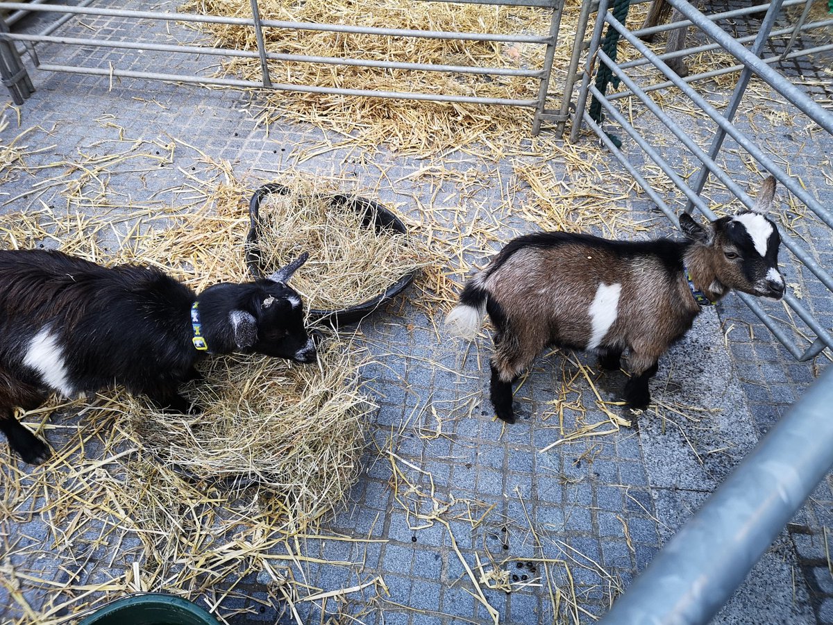 KirsteenCoupar's tweet photo. Come see the baby goats in Kell Street. #LSBUwelcome https://t.co/TDqKw7hdQc