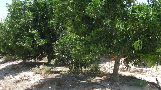 La Cuenca del Guadalquivir acoge una nueva tecnología para mejorar la gestión del #agua en la #agricultura. Es el proyecto <a href="/MOSES_H2020/">mosesproject</a>, en el que participa Feragua. Lo publica hoy <a href="/abcdesevilla/">ABC de Sevilla</a>  bit.ly/2pwuUmM #regadío #innovación