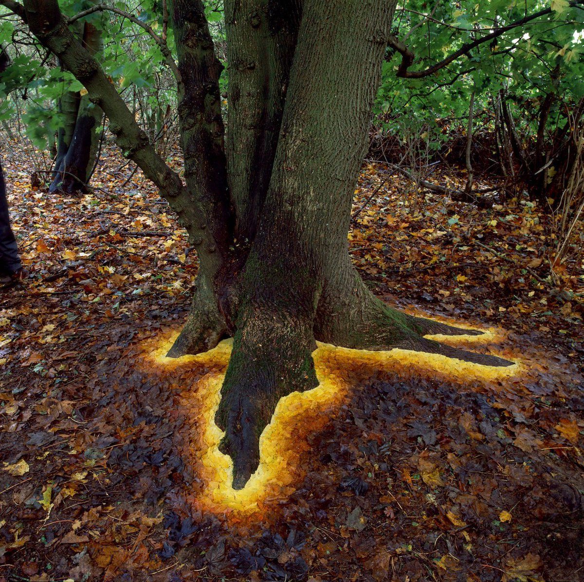 Cette photo n'a pas été retouchée. Il s'agit d'une oeuvre de l'artiste anglais Andy Goldsworthy qui s'est amusé ici à organiser les feuilles par couleur pour créer cette illusion impressionnante 💡