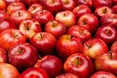 Celebrate National Apple Day 21 October - whether it is apple crumble, apple cake, cider or a crunchy apple, enjoy!