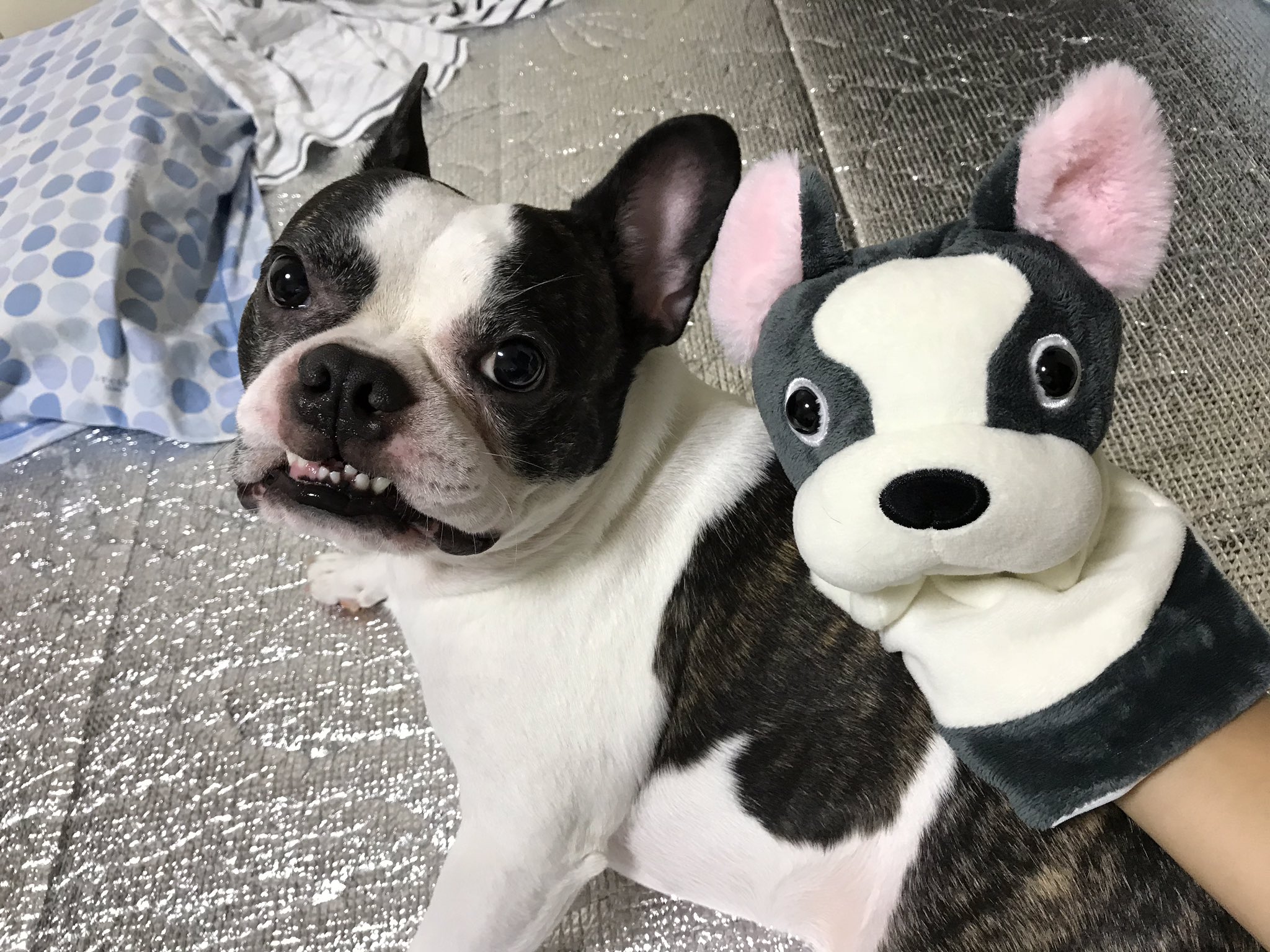 Follow ケンケン S Frebull Ken Latest Tweets Twitter