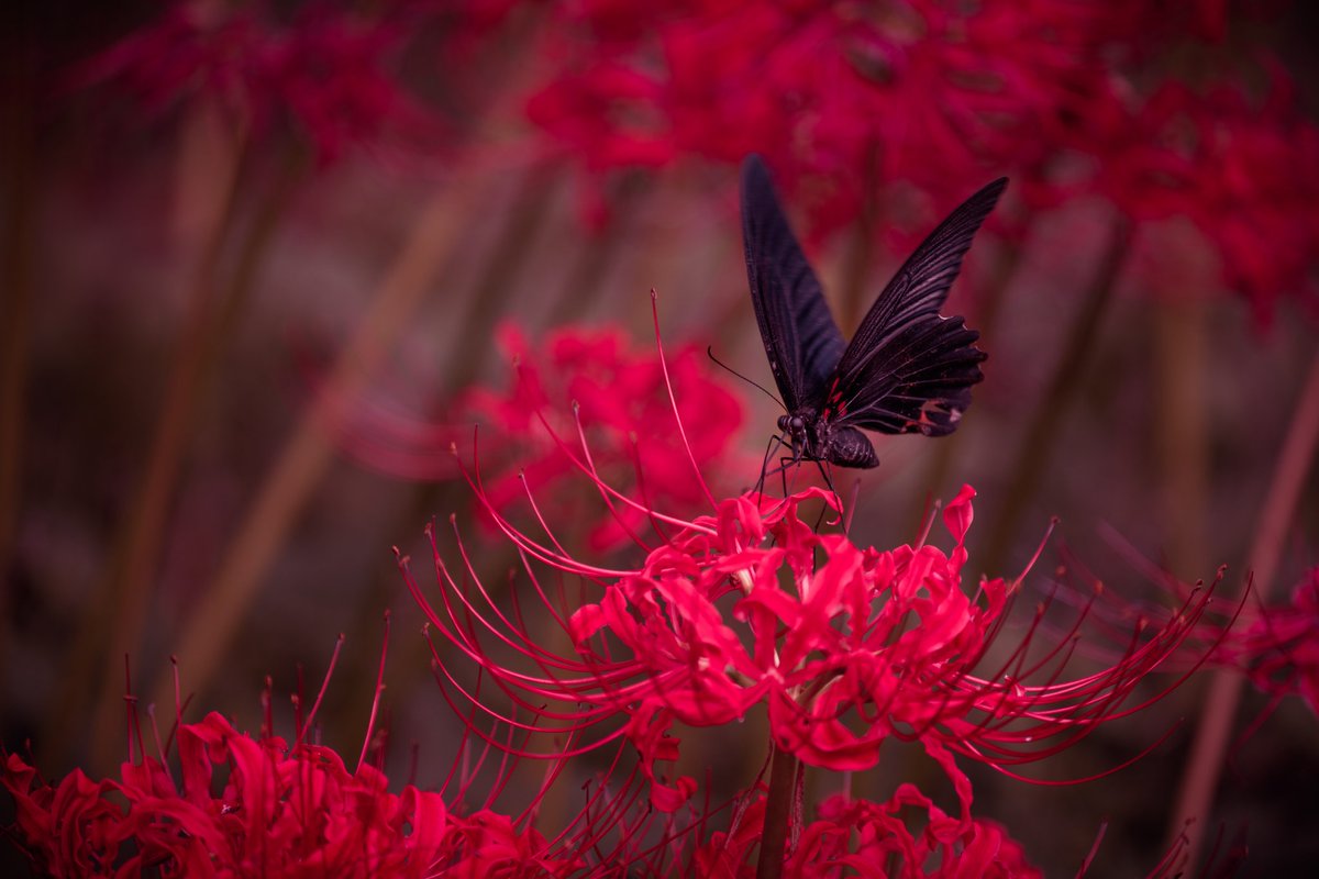 彼岸花と黒揚羽蝶 の写真が神秘的すぎて心が洗われていく 話題の画像プラス