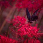 『彼岸花と黒揚羽蝶』の写真が神秘的すぎて心が洗われていく…!