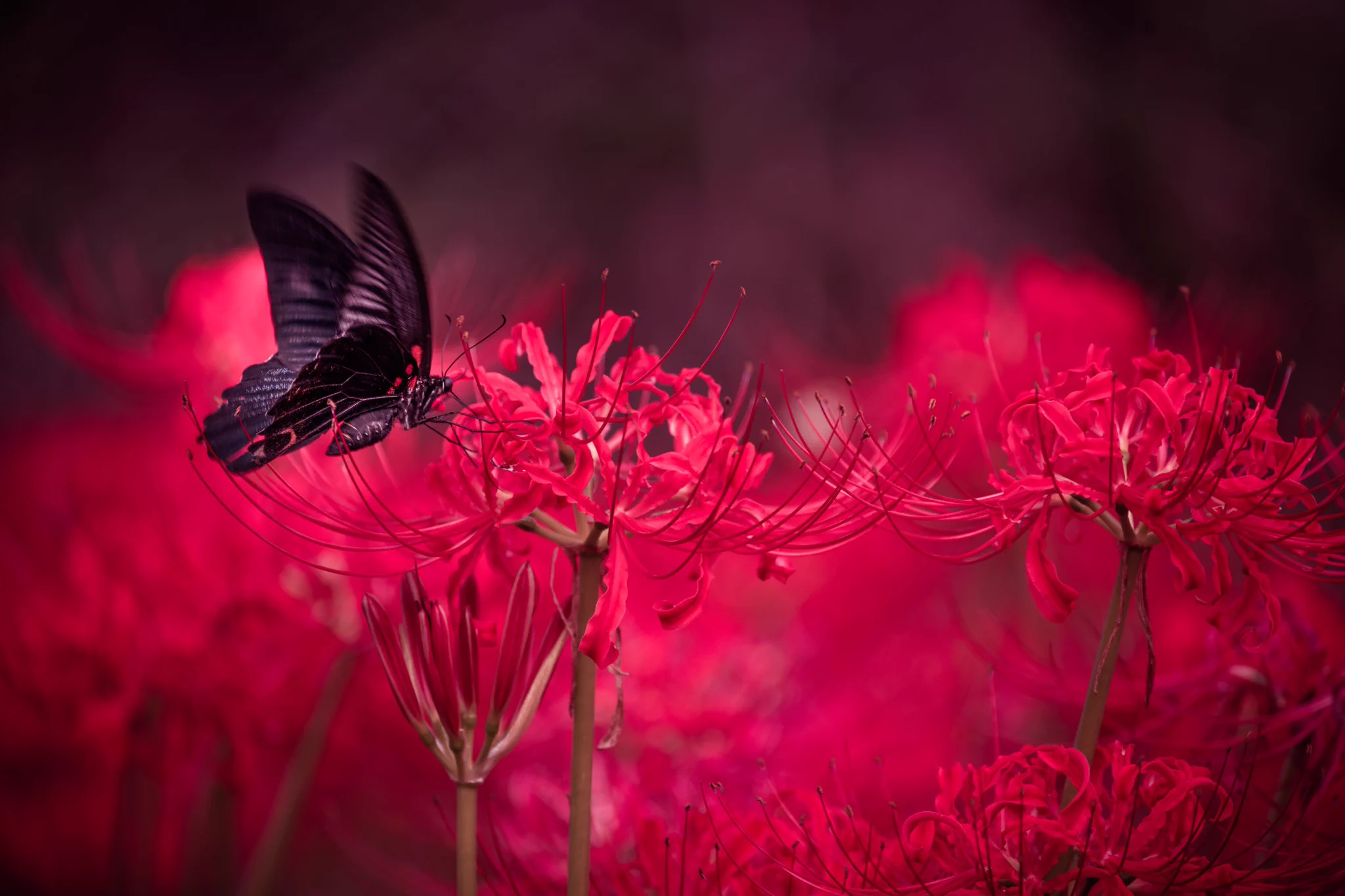 『彼岸花と黒揚羽蝶』の写真が神秘的すぎて心が洗われていく…！