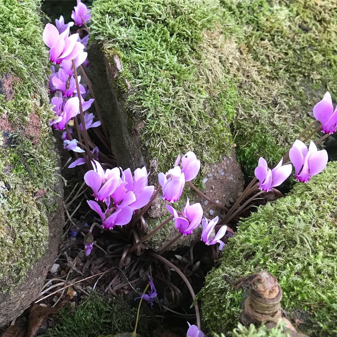 Peekaboo I see you. 
#cyclamen popping up all over the nursery and garden. 

#nofuss #gardening #crevices #selfseeded #autumn #pink #alpine #plantsofinstagram