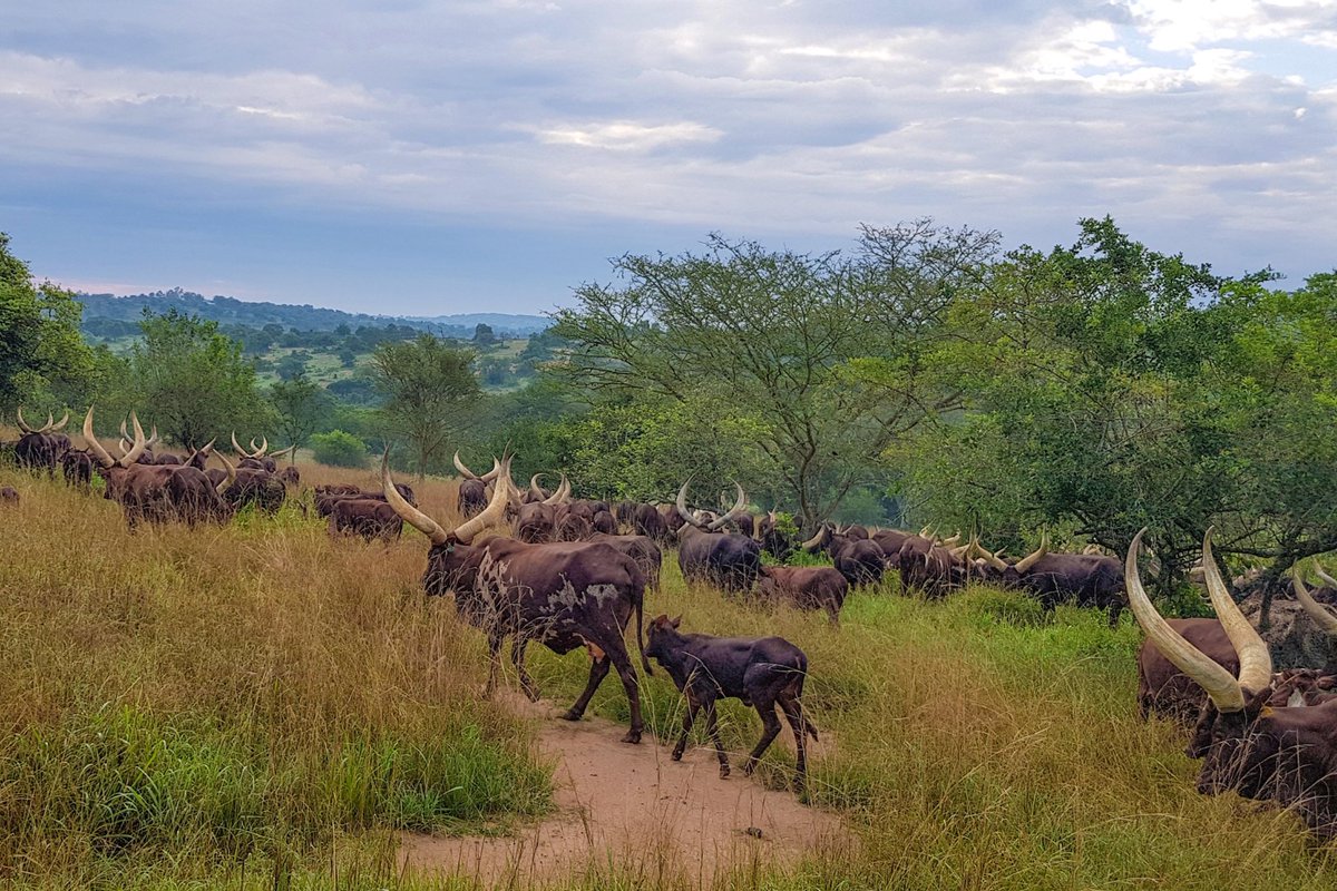 KagutaMuseveni's tweet photo. Today I opened a new paddock at my farm in Rwakitura after leaving it fallow for some months. My herd will feed on this fresh grass for several months. It is important to note that for farming to be a profitable enterprise, it must have a clear plan and specific calculations. https://t.co/tsGJayJHKf