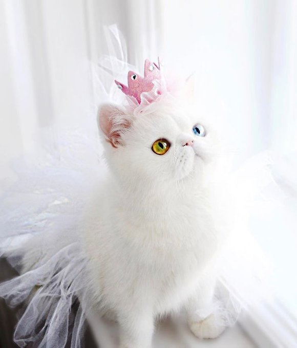 二度見するほど美しい生き物さん の最近のツイート 11 Whotwi グラフィカルtwitter分析