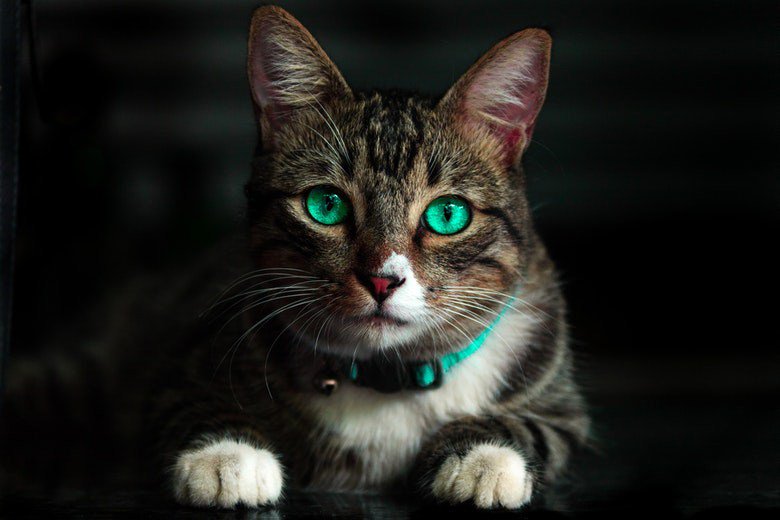 Perché i gatti fanno le fusa? Per ridurre il tuo stress (ma non solo) – Ambiente Bio forumcani.com/blog/perche-i-…