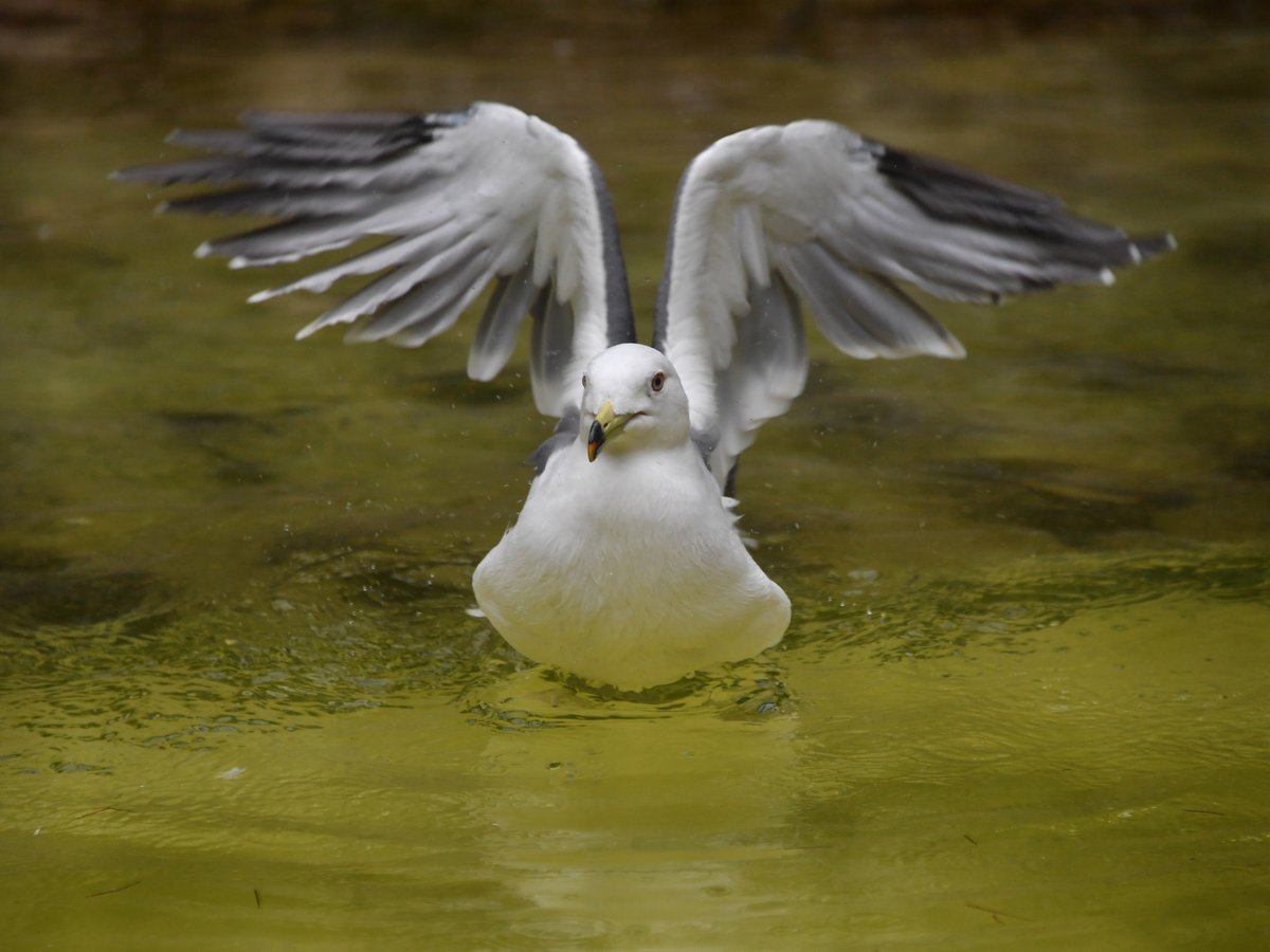 Koichi Murata 明日は 雨カモメ 写真はカモメ科のウミネコですが ウミネコ ズーラシア Gull Zoorasia Koichi Murata 明日は 雨カモメ 写真はカモメ科のウミネコですが ウミネコ ズーラシア Gull Zoorasia