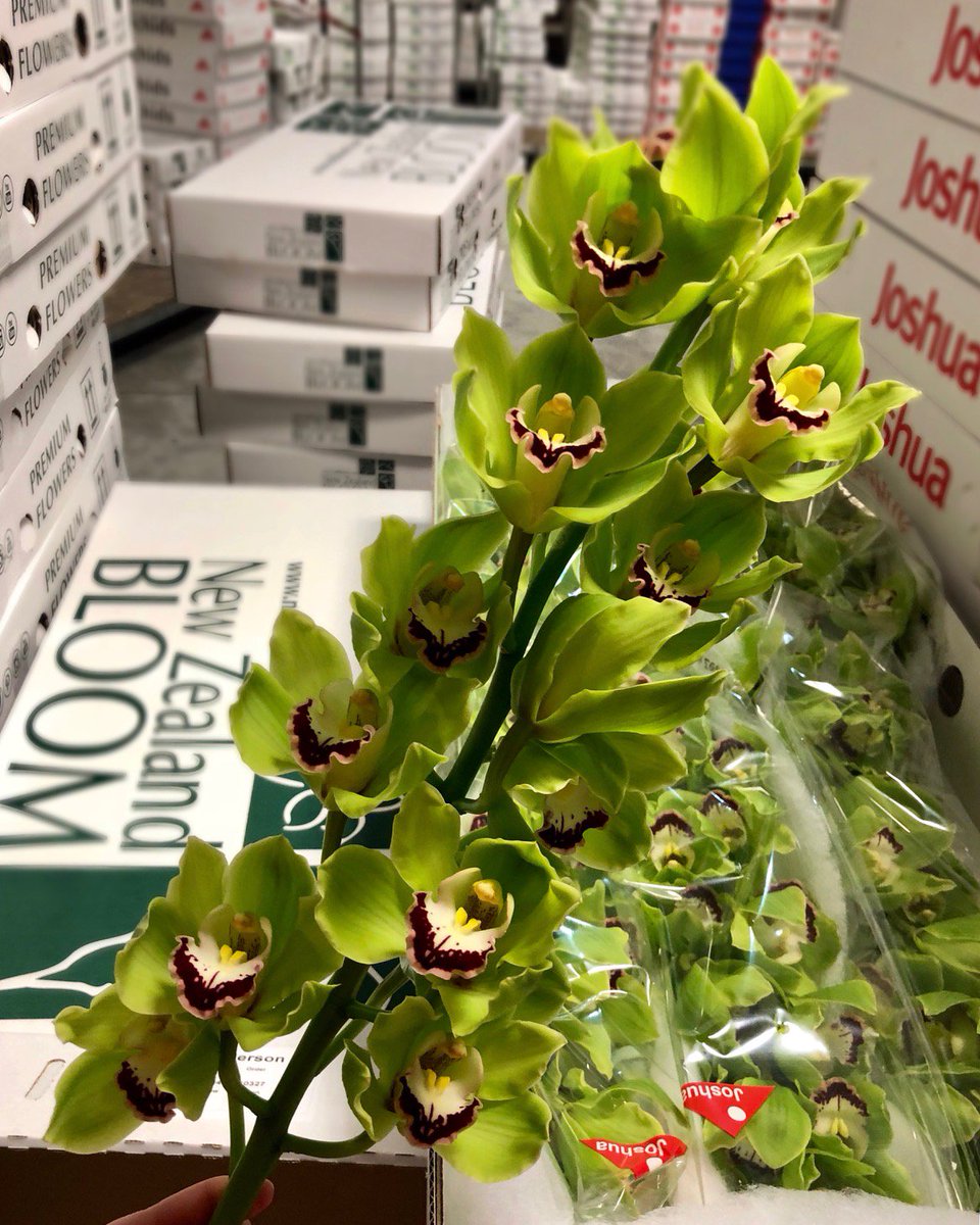 Starting off the week with a fresh crisp green ! #AliceAnderson #cymbidium a great reliable choice.  In peak supply this week and in good volumes for the next few! #greenflowers #orchid #newzealandbloom #newzealandflowers #buybloom - webshop