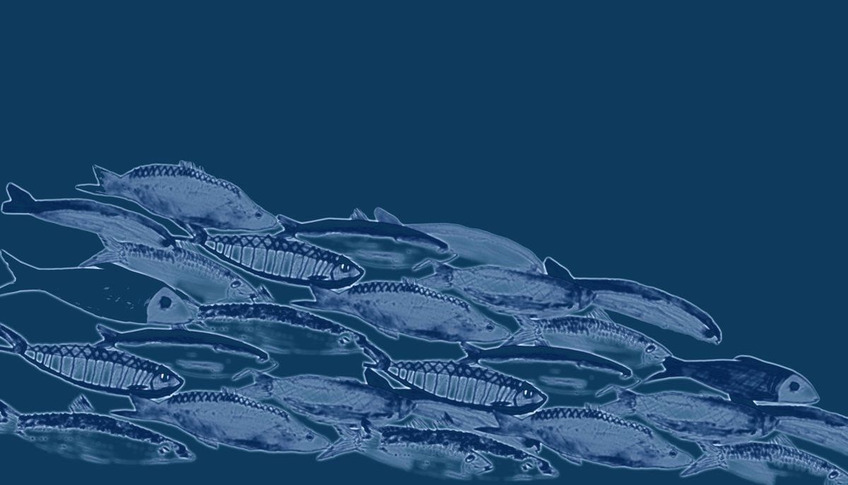 dstitch's tweet image. Phospherescence central here  @TarbertAcademy @cft_scot @CFAScot #Textiledesign #seafish #coastalcommunities #fishing #westcoast