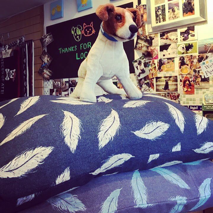 MarshallsPets's tweet photo. Plush is feeling king of the castle with these amazing eco-wellness memory foam beds. Great beds now in stock for autumn🍁 @DanishDesignLtd  loving them! https://t.co/l5g1IMvBOk