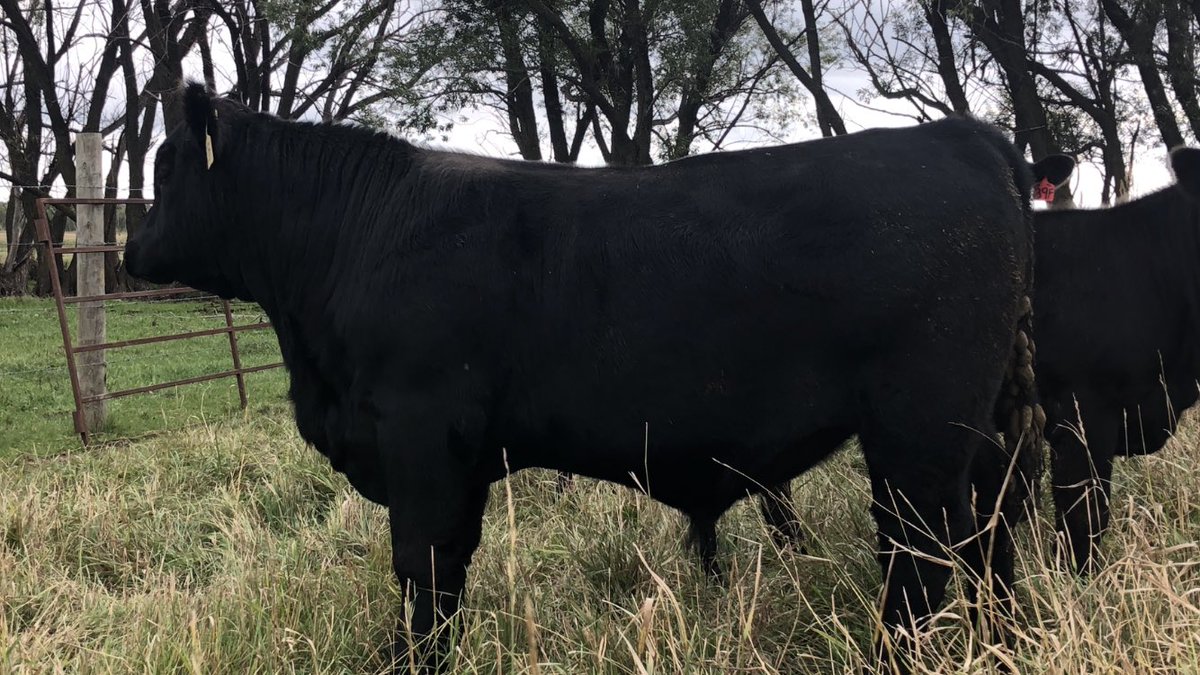 riverpinecattle's tweet photo. River Pine 498-2F was the first calf out of our 2017 purchase Wulfs Absolute A498D. 498 was the high selling Angus bull of the 2017 Wulfs Opportunity Sale. 498 will have 4 sons at Midland Bull Test in Montana #anguscattle #riverpine #wulfcattle https://t.co/py1dyi5G0Z