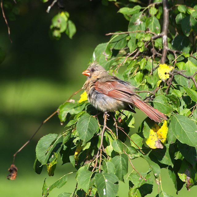 thingsys's tweet photo. Cardinal
#canada #animals #nature #naturephotography #jsphoto #bird #birding #birdingphotography https://t.co/QJQsGpfJXX