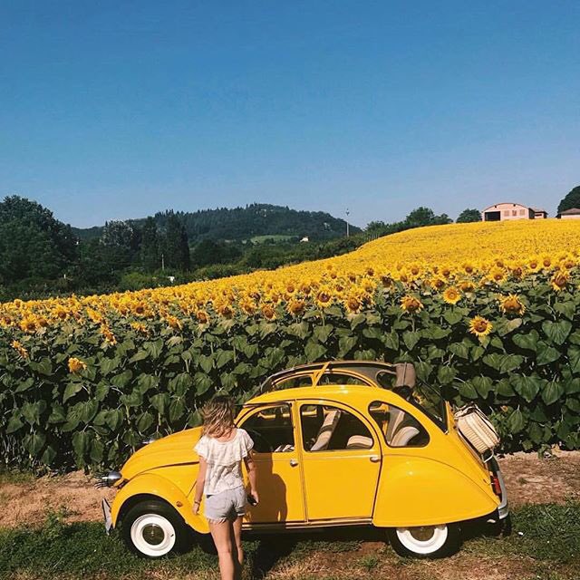 imlatenightmood's tweet photo. sun-
flower

#itmygalleryy https://t.co/irBnXCQlb0