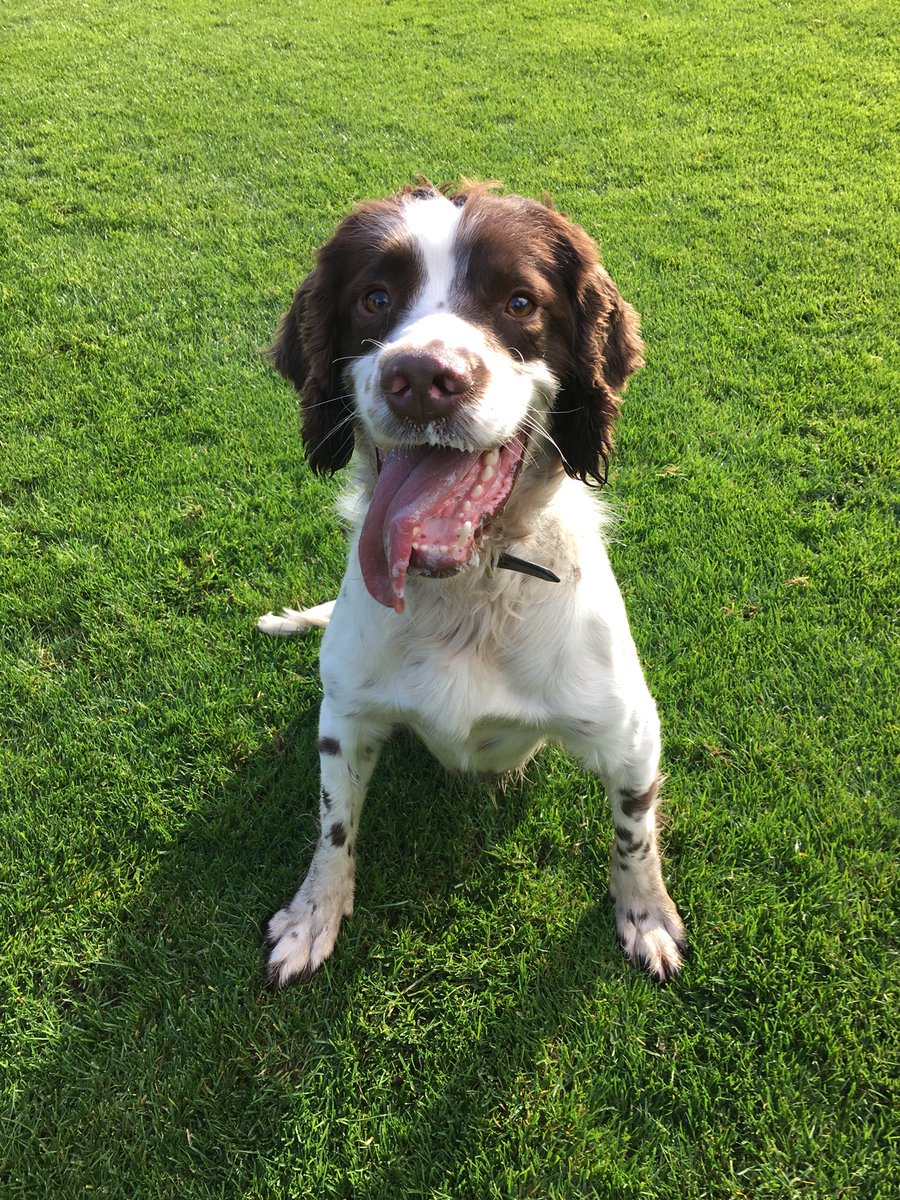 CityPoliceDogs's tweet photo. PD Roger nose strikes again assisting our detectives with a great find of Drugs and Cash! #PDRoger @CityPolice https://t.co/6kTdHYMnIu