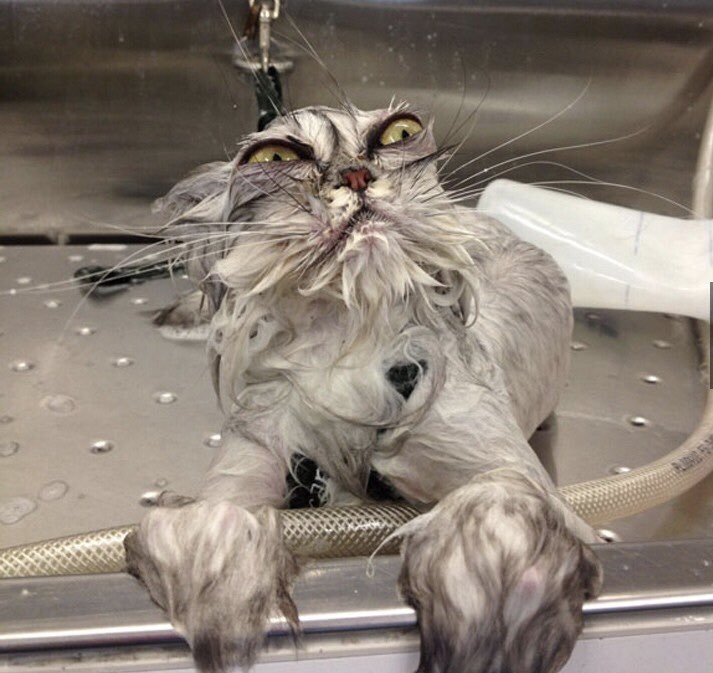 Croche Pat On Twitter Jai Testé Le Chat Machine Pas