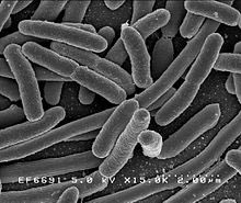 Next up @PMWCintl: microbiomes! The #microbes in your gut can influence & be influenced by obesity, undernutrition, etc. Gut microbes change over time during human development & even over the course of a single day. [E.coli, NIH] #PMWC18 via @WUSTL Jeff Gordon #microbiome