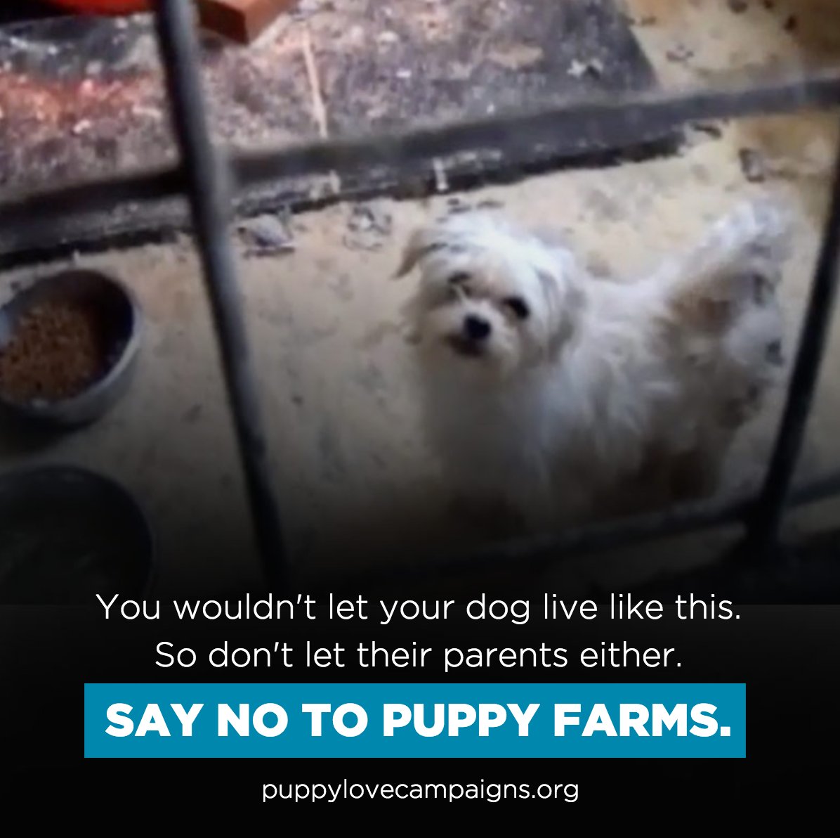 puppylovecamp's tweet photo. Three little puppy farm dogs on their way to freedom #priceless Very stinky and scared but free.  Happy, happy  days from now on 😍#adopt #rescue https://t.co/YJwVgfrQ3j