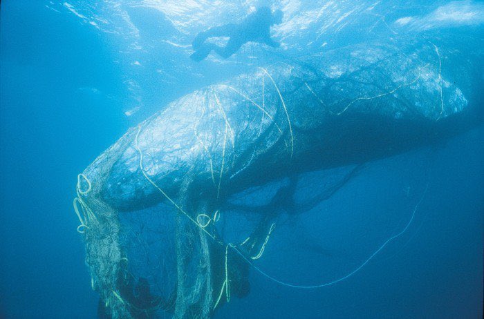 NoMicroplastic's tweet photo. It is so sad to see how much the animals of the sea suffer. 
What are you doing to protect the creatures?

#ocean #savetheocean #savetheplanet #whale #plastic #plasticfree #noplastic #plasticpollution #plasticurgery #nowaste #animal 
Picture: 
https://t.co/mNhHcGr8Uw https://t.co/wVTgIOeRAf
