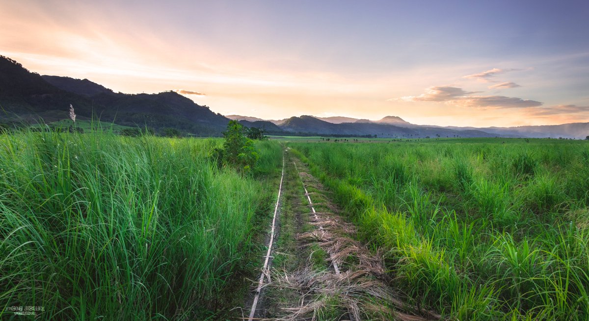 V_L_Photography's tweet photo. Hidden Railway
Railway hidden in the cane fields,
Bais, Negros Oriental, Philippines

https://t.co/tRHPAlURHg

#asia #Philippines #railway #sunset #canefield #landscape #landscapephotography #Nikon #D3300 #sky #travelphotography #travel #sugarcane #Field https://t.co/xTsrvfZwPS