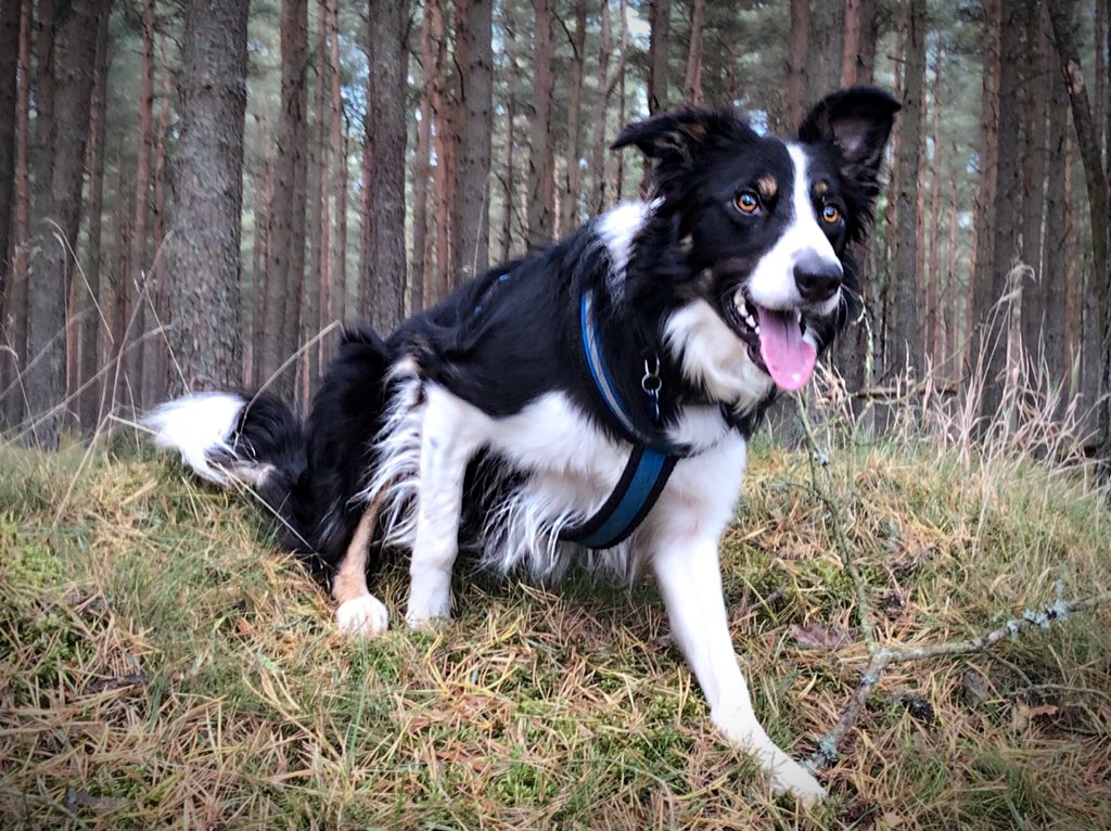 Christinethom22's tweet photo. My world, my companion, my best friend, my pup #Pupontheprowl, #Muddypaws, #posingpup @BCTGB https://t.co/b7eYporwBu