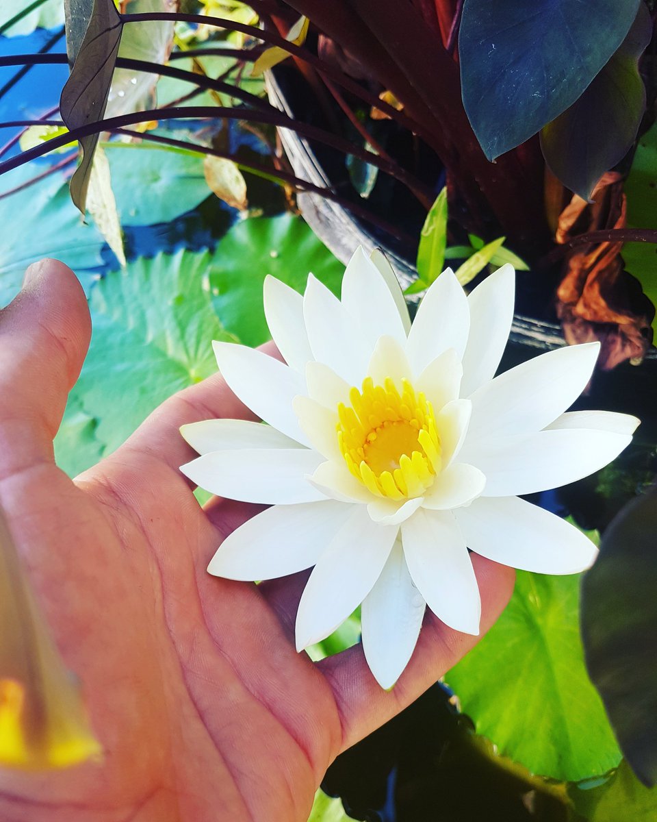 HectorP13721071's tweet photo. ¡BUENOS DIAS!🌼🌳 #mondaymotivation ¡Vamos a tener una gran semana!😉🎵 que no falte el café, la música y una sonrisa!! @SoniaValentin
#RaícesBonsái #bonsailife #inlovewithnature #lirioacuático #waterlily #bonsaicafé #bonsaidemo #shohinbonsai #art #bonsaiart #nature #expo #café https://t.co/fhRJNQT9pr