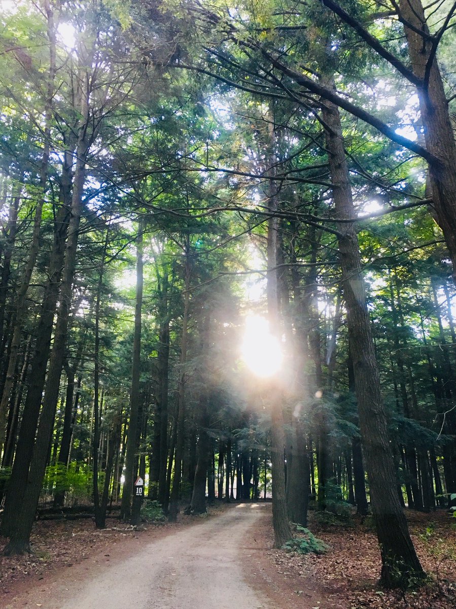 cavell_camp's tweet photo. The sun shining through the trees this morning @campcavellconservancy 🌳☀️🌲 https://t.co/IUkmHZk78K https://t.co/cDg3FvOWc3