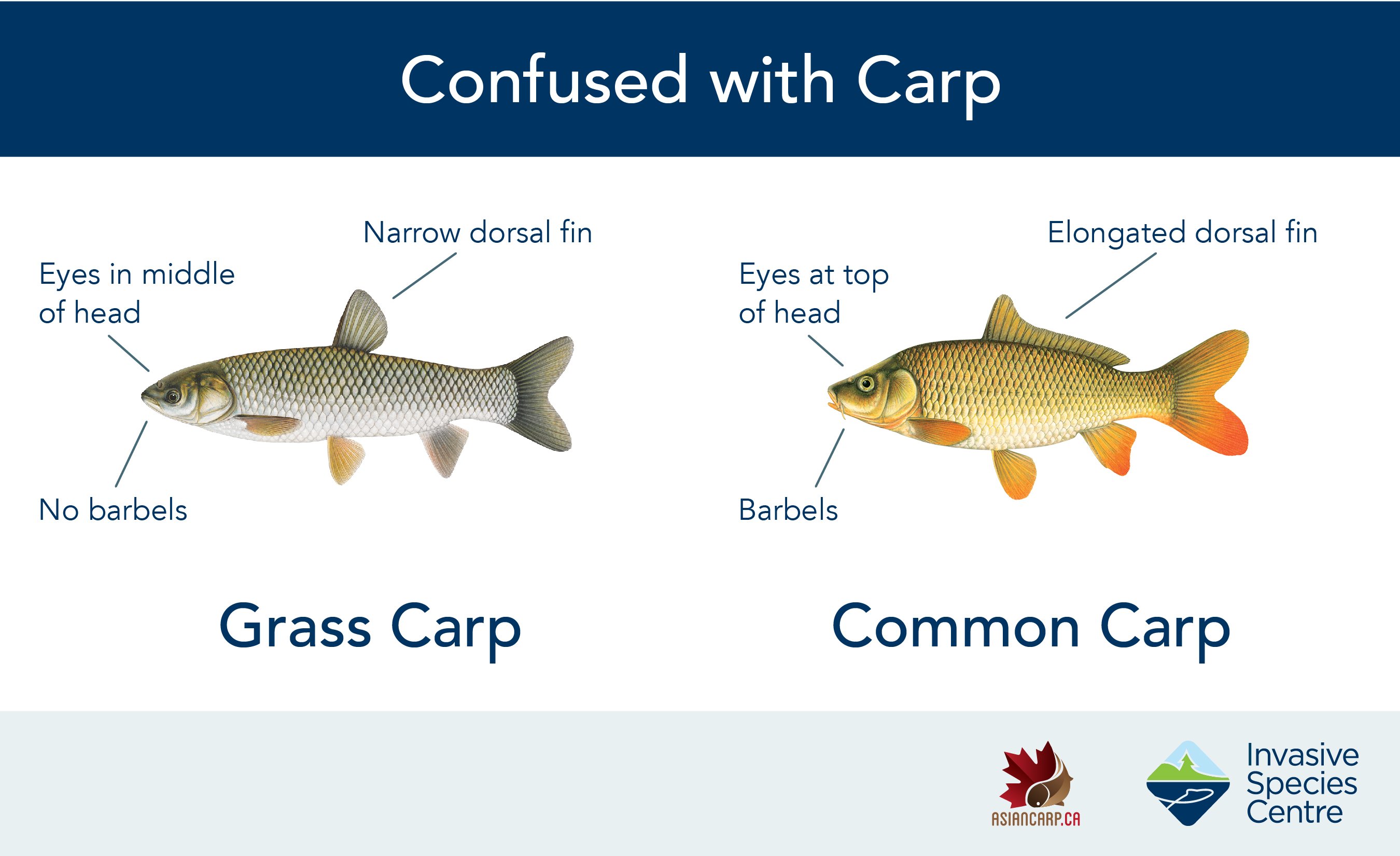 Asian Carp Canada on X: Can you distinguish between Grass Carp and Common  Carp? Learn to tell the difference between invasive Asian carps and species  they are commonly confused with by visiting