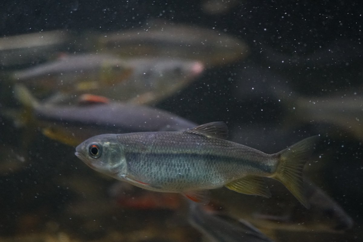 Akaoni623 オイカワの婚姻色がどんどん褪せていく中 ヌマムツは絶好調です ２枚目のようなショートボディかつ奇形を持った個体も飼育していますが なんとなくユーモラスできになる個体です