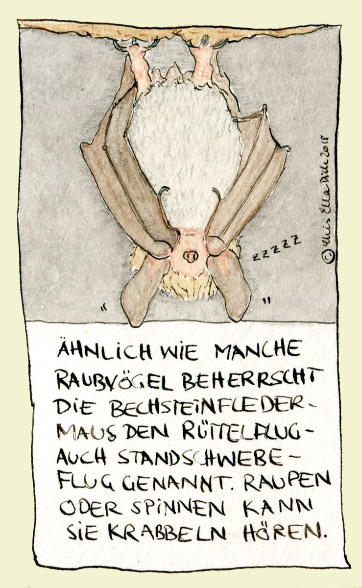 sternenzacke's tweet photo. https://t.co/vZfVpyEMWt Über eine Fledermaus, die aussieht wie ein erblondeter Pumuckl und andere Bewohner des Hambacher Waldes #hambibleibt #hambacherforst  #greenpeace #buir #campact #demo #kinderblog  #sternenzacke #bechsteinfledermaus #springfrosch #waldameise #RWE https://t.co/Kit3H6ExZa