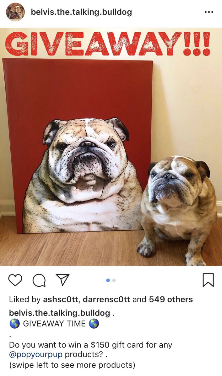 king_belvis's tweet photo. Cruise on over to my Instagram page for a chance to win a $150 Pop Your Pup gift card! Good luck, everyone!! https://t.co/c4C0ErO2j0
