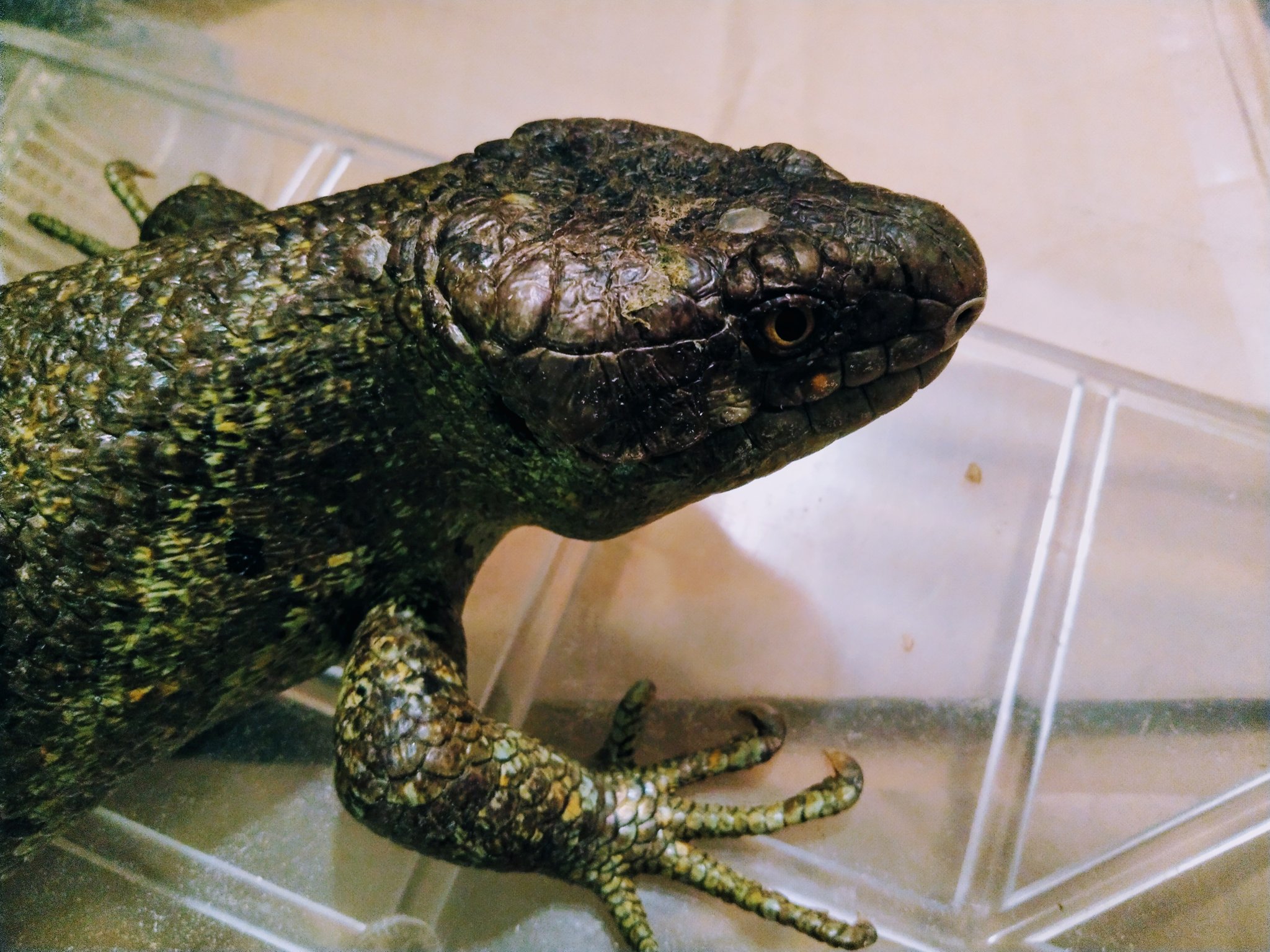 レプタイルストアガラパゴスの店主 長期飼い込み 出産経験2回アリ 雌雄が確定しているブリーディングペア みんな大好き 世界最大のスキンクであるオマキトカゲがやって来ました 販売は27日木曜日からです レプタイルストアガラパゴスの店主 長期飼い込み 出産経験2回アリ 雌雄が確定しているブリーディングペア みんな大好き 世界最大のスキンクであるオマキトカゲがやって来ました 販売は27日木曜日からです