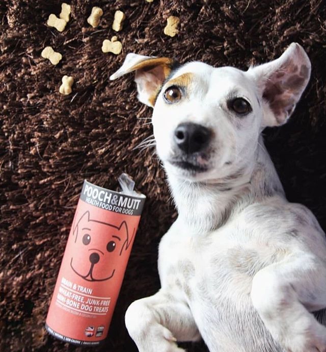 ChezKleps's tweet photo. Pour s’entraîner, jouer ou juste se régaler, découvrez les friandises Brain And Train de #PoochandMutt ! 📷 : @ahri_thejack
#kleps #imnotadogimakleps #chien #chiens #dog #dogs #dogstagram #cute https://t.co/QVVsCsCFbl