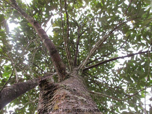 PescArome's tweet photo. En attendant un réapprovisionnement d'HE de Bois de Rose (qui ne devrait pas tarder !) je vous repartage l'article qui explique POURQUOI nous proposons l'HE issue de cette filière durable qui protège la #déforestation en #Guyane !
https://t.co/KBu3wc7NwR https://t.co/R0pvGmPGdM