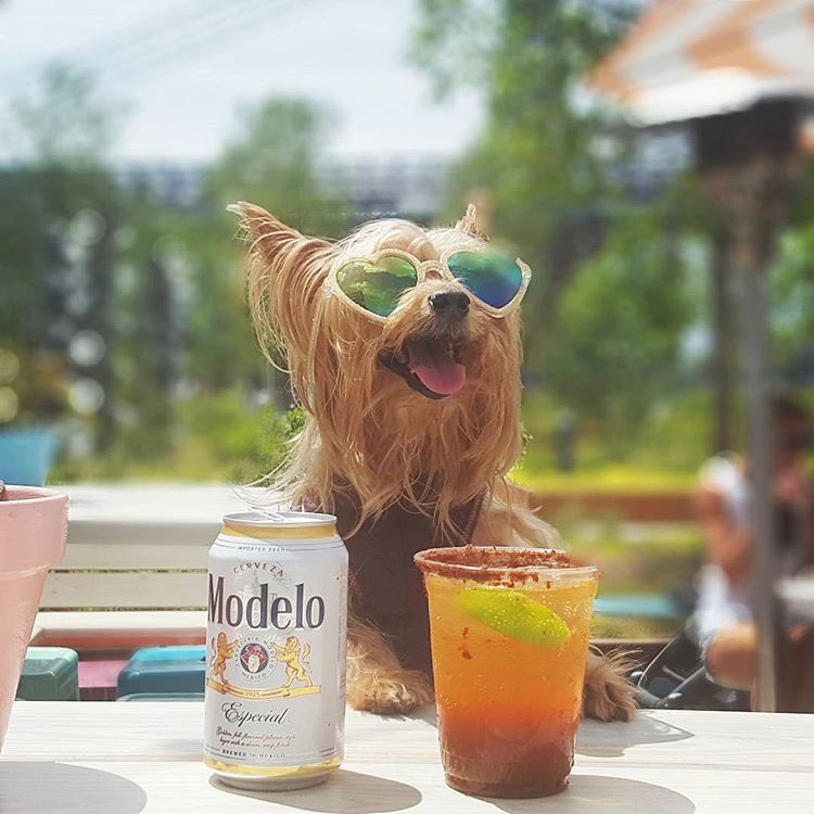 This pup is our #MondayMotivation. 📸: <a href="/thepupdiary/">Cubby Searl</a>