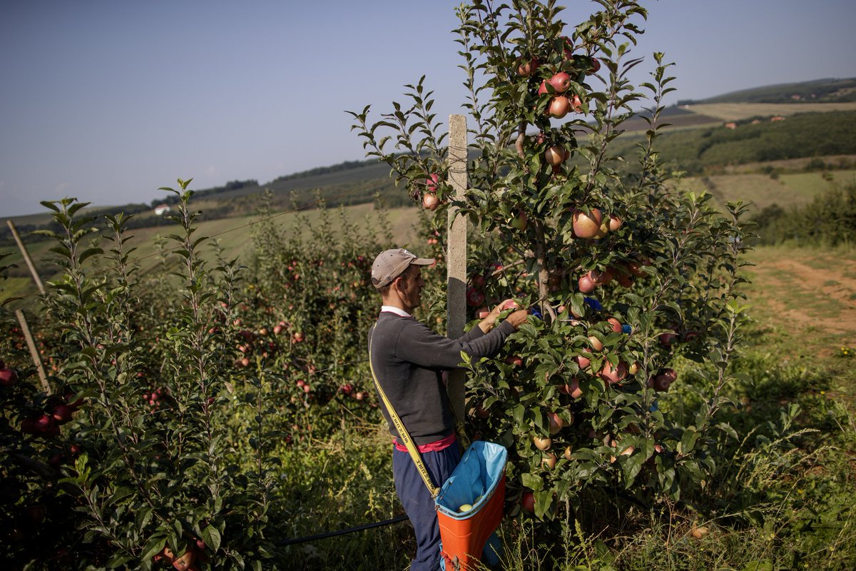 Nga plantacionet e Kravaricës, natyrisht! #frutomania