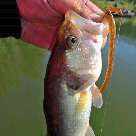 RunclOfficial's tweet photo. #runcl #AnchorBox soft lure series!
Lifelike action when twitched slowly.
Buy it on Amazon by searching βrunclβ
#fishingtackle #pikefishing #walleyefishing #bassfishing #largemouthbass #smallmouthbass #freshwaterfishing #flwfishing https://t.co/4zNPCNh725