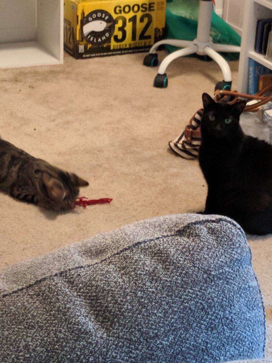 Micahs_Charade's tweet photo. Neighborhood Kitty is hanging out with us this morning, but I don't think my cat is very amused by this 😹 #CatsOfTwitter https://t.co/gom3Wak4Ys
