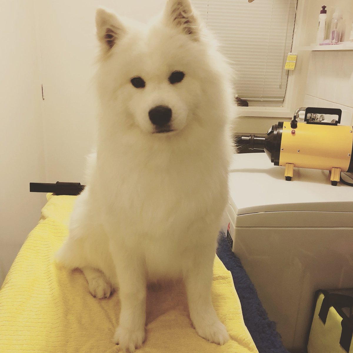 FeyaSamoyed's tweet photo. Feeling pre-show pretty 💇🏼‍♀️
-
-
-
#pretty #showdog #dogshowlife #pageantlife #feyathesamoyed #princess #ahzusamoyeds #samoyeds #samoyed_feature #dogoftheday #dogsofcanberra #dogsoftwitter #cutedogs #weratedogs #cbr https://t.co/w148h5fPQE