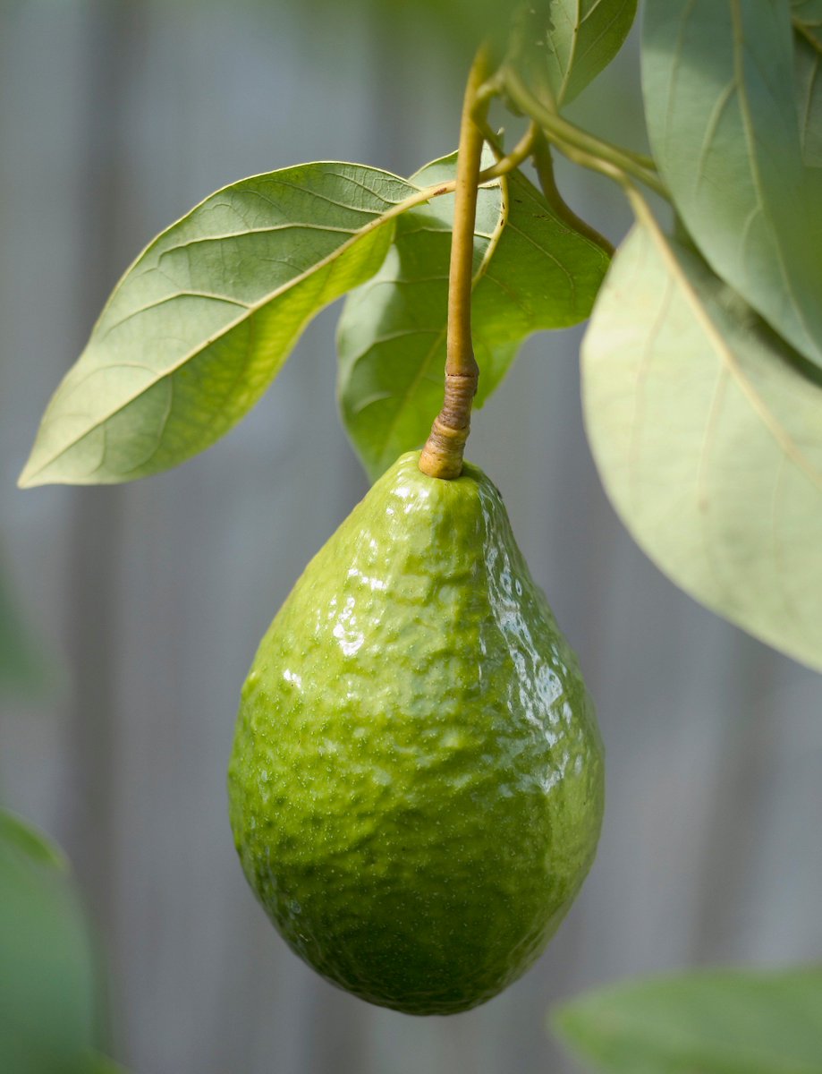Fresh From Florida On Twitter Florida Avocado Is In Season Now What S Your Favorite Way To Enjoy An Avocado Followthefresh Freshfromflorida