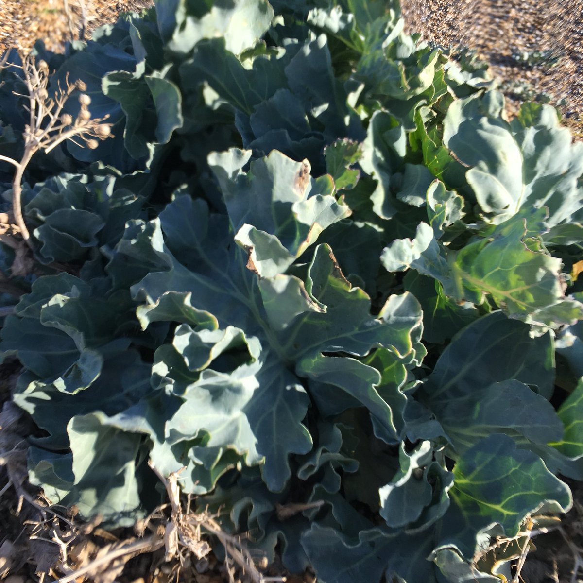 Stephen Bulmer tweet media