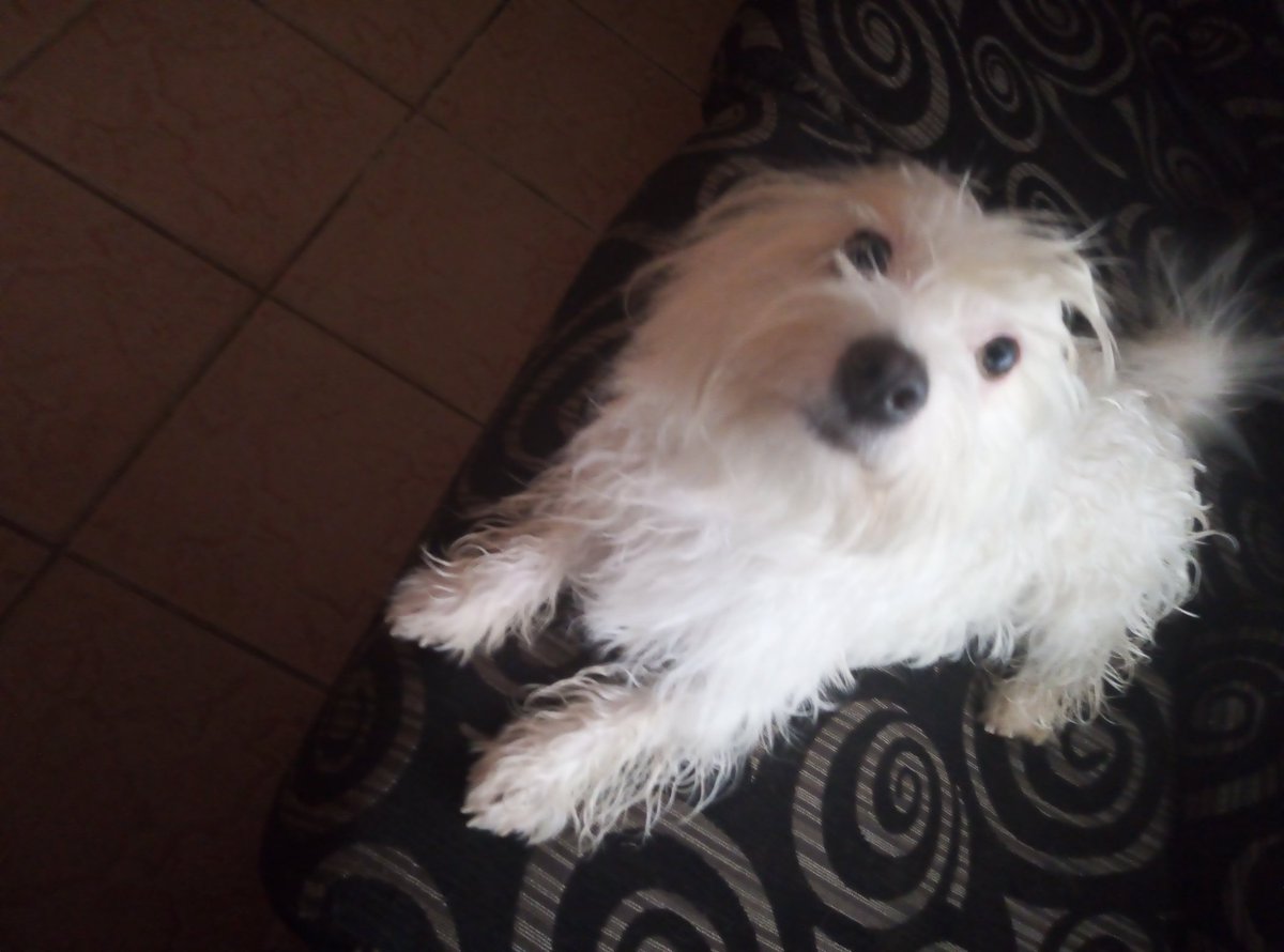 PrincessMoile's tweet image. I'm selling my dog, she is a year and a few months old and she is well trained. I love her but ever since I started working I cannot take care of her anymore she needs love. Any interested DM me. 🌺🐕😘#GirltalkZA #GuytalkZA