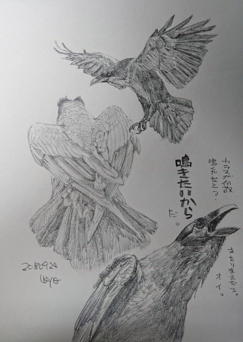 Kagetsu Ukyo 卯京 華月 على تويتر 今日の落書き カラスづくし 身も蓋もない事言わせちゃいました 落書き 鉛筆画 練習 素描 一日一絵 今日の落書き 絵描き Art 絵描き人 絵描きの輪 絵描きさんとつながりたい イラストの森 イラスト基地