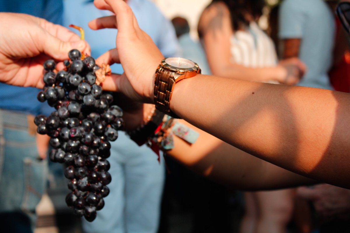 EProjectConsult's tweet photo. Festa della Vendemmia 2018 (Harvest Festival) is an annual event organized at @ParcoJalari1 that every year gives our students the chance to experience an old traditional sicilian custom 🍇🍷|| More pic on our FB page ||

#ErasmusPlus #Experience #Sicily #festadellavendemmia2018 https://t.co/MojwWTNIhd
