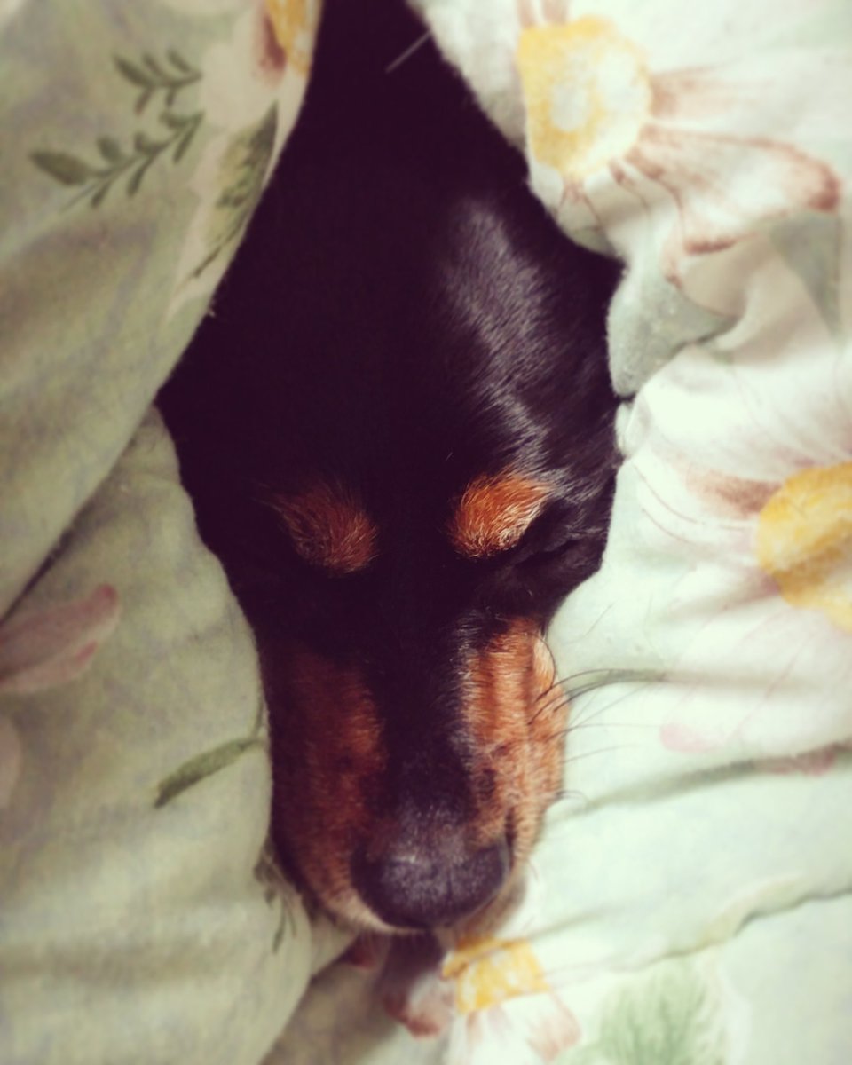 sumoscholar's tweet photo. BREAKING: #Monday has been canceled
#Tallulah
#ProfessionalSnuggler
#RescueDog
#SeniorDog
#MondayMorning https://t.co/uR5OGPI9jz