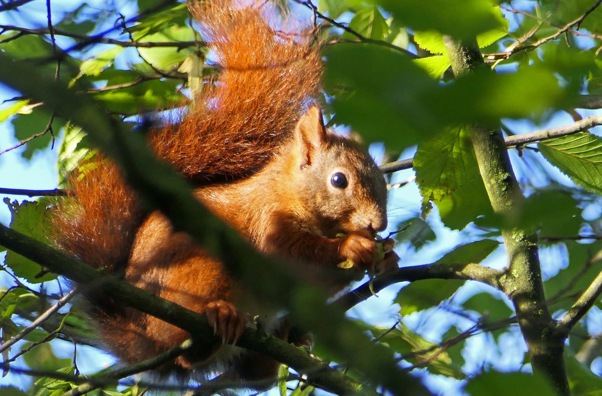 Eekhoorntjes waren er weer en lekker met elkaar aan het stoeien. Wat een prachtige kleur hebben ze toch @NPDeGrootePeel